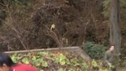 ランニング中の美少女が極悪男に捕まりレイプされる